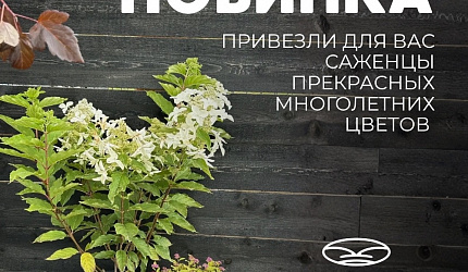 Новинка! Саженцы
